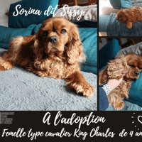 Senorina dit Sissy, chienne à adopter