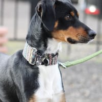 GOTEN, chien à adopter