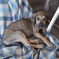 KARMA, Chiot femelle Berger Créole, chienne à adopter