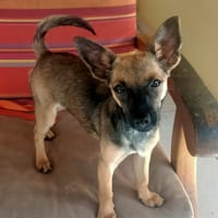 MALOYA, Chiot femelle Berger créole, chienne à adopter