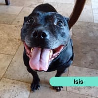 Isis, chienne à adopter