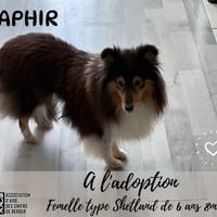 Saphir, chienne à adopter
