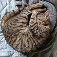 Jade, chatte à adopter