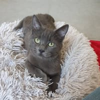COBRA, chat à adopter