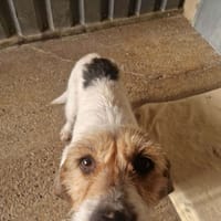 NOVA, chienne à adopter