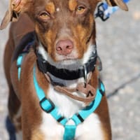 HARVEY  jeune chien gentil et affectueux, chien à adopter