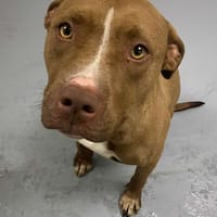 INATA, chien à adopter