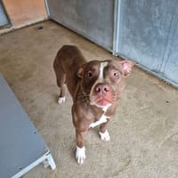 BULMA, chienne à adopter