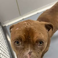 ICE, chien à adopter