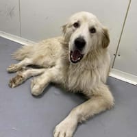 KODDY, chien à adopter