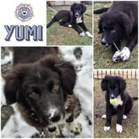 YUMI * menschenbezogener Schatz, Hündin zur Adoption