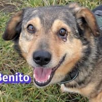 Vermittlungshilfe Benito; Dossenheim, Hund zur Adoption
