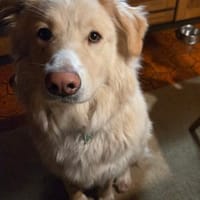 Bildhübsche Effi sucht ihre neue Familie, Hündin zur Adoption