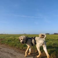 Lola, Hündin zur Adoption