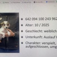 2 Prinzessinen suchen ihren Traumpalast, Hündin zur Adoption