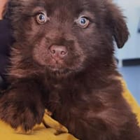 Luna, Hündin zur Adoption