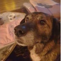 Loumes - wartet in 97714 Oerlenbach, Hund zur Adoption