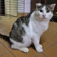 Arnold, Kater zur Adoption