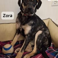 Zora  Vielleicht ist sie genau die, ..., Hündin zur Adoption