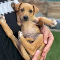 FLIP 💝 wunderbarer Welpenjunge!, Hund zur Adoption