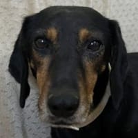 Neria, geb. 11/2020, 95168 Marktleuten, Hündin zur Adoption