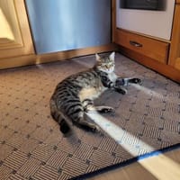 Tigermädchen Flia sucht ihre Familie, Katze zur Adoption