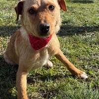 Reena sucht ein Zuhause, Hündin zur Adoption