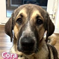 Cora - aktiv und freundlich, Hündin zur Adoption