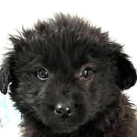 Frieda, Hündin zur Adoption