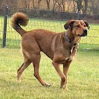 ADELE-WARTET AUF IHR GLÜCK, Hündin zur Adoption