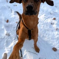 cleverer LASKOwartet in 22559 Hamburg, Hund zur Adoption