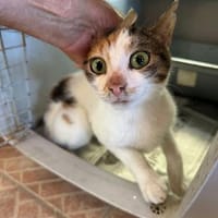 Pinky aus dem Tierschutz, Katze zur Adoption