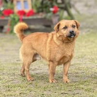 HAKI, Mix, geb. 05/2019, Hund zur Adoption