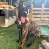 RENAUD 🥰 traumhafter Charakter!, Hund zur Adoption