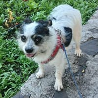 SIMBA ❤ Traumhündin im XS-Format!, Hündin zur Adoption