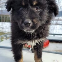 Mia, Hündin zur Adoption