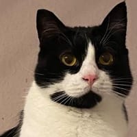 MONTY - Kuschelkaterle sucht sein Glück!, Kater zur Adoption