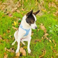 Gutsi ein super lieber Rüde, Hund zur Adoption