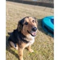 Aladin - wartet in 91054 Erlangen, Hund zur Adoption