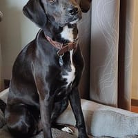 LOU wurde leider Scheidungsopfer, Hündin zur Adoption