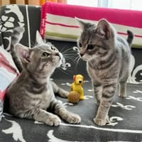 Rosie & Louis Verspieltes Dreamteam, Kater zur Adoption