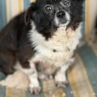 Hanni eine Seele von Hündchen / 82284, Hündin zur Adoption