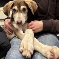 Billy der liebe sanfte Schatz / 82284, Hund zur Adoption