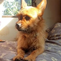 FREDDY - ZAUBERHAFTER HUNDEBUB, Hund zur Adoption