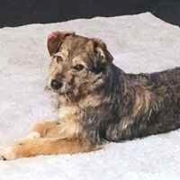 Dakota tolle junge verträgliche Hündin, Hündin zur Adoption