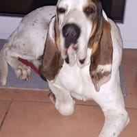 ELISABETH - sehr kapriziös......., Hündin zur Adoption