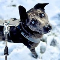 Maus - braucht souveräne Menschen, Hündin zur Adoption