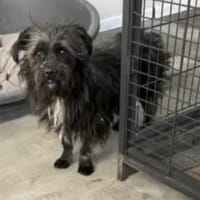 Lenor die sanfte wartet in 82284, Hündin zur Adoption