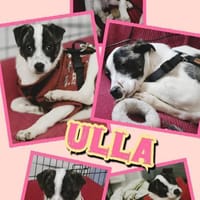 Welpenmädchen Ulla auf PS in 90475, Hündin zur Adoption