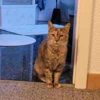 Schüchterne Pigi sucht kuscheliges Heim, Katze zur Adoption